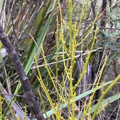 Omphacomeria acerba at Paddys River, ACT - 15 Aug 2024