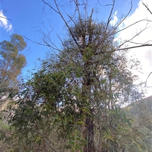 Eucalyptus radiata subsp. robertsonii at Paddys River, ACT - 15 Aug 2024