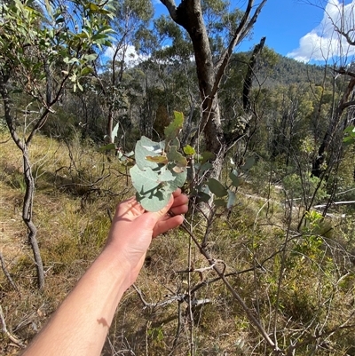 Eucalyptus nortonii (Mealy Bundy) at Paddys River, ACT - 15 Aug 2024 by Tapirlord