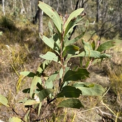 Acacia obliquinervia (Mountain Hickory) at Paddys River, ACT - 15 Aug 2024 by Tapirlord