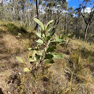 Acacia obliquinervia at Paddys River, ACT - 15 Aug 2024