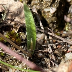 Caladenia parva (Brown-clubbed Spider Orchid) at Paddys River, ACT - 15 Aug 2024 by Tapirlord