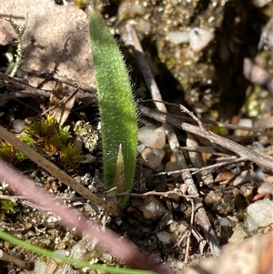 Caladenia parva at Paddys River, ACT - 15 Aug 2024