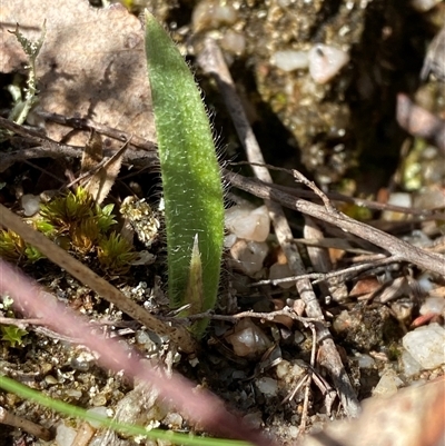 Caladenia parva (Brown-clubbed Spider Orchid) at Paddys River, ACT - 15 Aug 2024 by Tapirlord