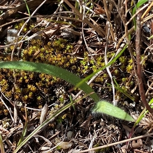 Caladenia parva at Paddys River, ACT - 15 Aug 2024