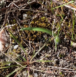 Caladenia parva at Paddys River, ACT - 15 Aug 2024