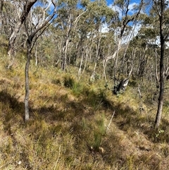 Xanthorrhoea glauca subsp. angustifolia (Grey Grass-tree) at Paddys River, ACT - 15 Aug 2024 by Tapirlord