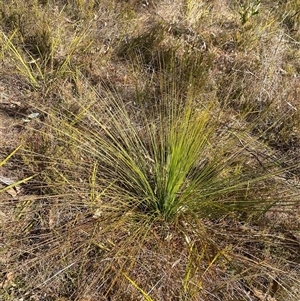 Xanthorrhoea glauca subsp. angustifolia at Paddys River, ACT - 15 Aug 2024