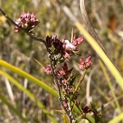 Leucopogon virgatus (Common Beard-heath) at Paddys River, ACT - 15 Aug 2024 by Tapirlord