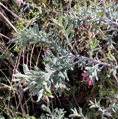 Grevillea lanigera (Woolly Grevillea) at Paddys River, ACT - 15 Aug 2024 by Tapirlord