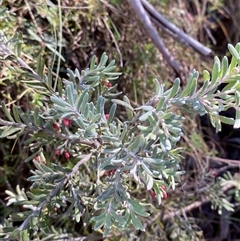 Grevillea lanigera at Paddys River, ACT - 15 Aug 2024 12:12 PM