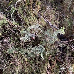 Grevillea lanigera at Paddys River, ACT - 15 Aug 2024 12:12 PM