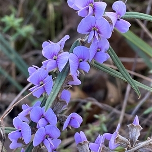 Hovea heterophylla at Paddys River, ACT - 15 Aug 2024