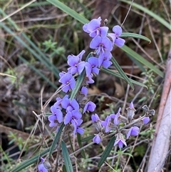 Hovea heterophylla at Paddys River, ACT - 15 Aug 2024