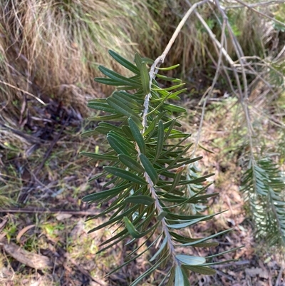 Banksia marginata (Silver Banksia) at Paddys River, ACT - 15 Aug 2024 by Tapirlord