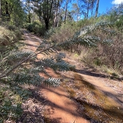 Banksia marginata at Paddys River, ACT - 15 Aug 2024 12:12 PM