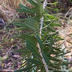 Banksia marginata at Paddys River, ACT - 15 Aug 2024 12:12 PM