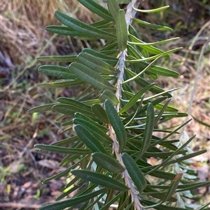 Banksia marginata at Paddys River, ACT - 15 Aug 2024 12:12 PM