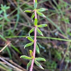 Tetratheca bauerifolia (Heath Pink-bells) at Paddys River, ACT - 15 Aug 2024 by Tapirlord