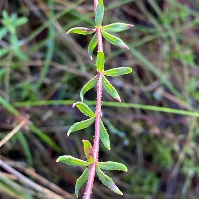 Tetratheca bauerifolia (Heath Pink-bells) at Paddys River, ACT - 15 Aug 2024 by Tapirlord