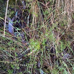 Tetratheca bauerifolia at Paddys River, ACT - 15 Aug 2024