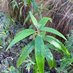 Olearia lirata (Snowy Daisybush) at Paddys River, ACT - 15 Aug 2024 by Tapirlord