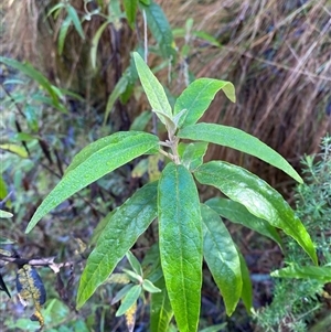 Olearia lirata at Paddys River, ACT - 15 Aug 2024 12:03 PM