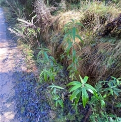 Olearia lirata at Paddys River, ACT - 15 Aug 2024 12:03 PM