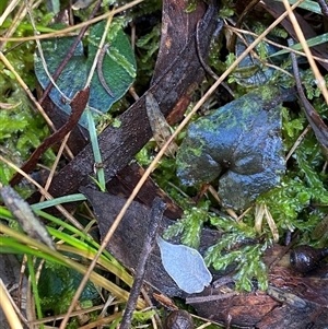 Acianthus exsertus at Paddys River, ACT - 15 Aug 2024