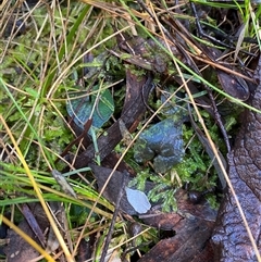 Acianthus exsertus at Paddys River, ACT - 15 Aug 2024