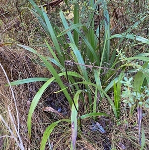 Dianella tasmanica (Tasman Flax Lily) at Paddys River, ACT by Tapirlord