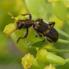 Eleale pulchra (Clerid beetle) at Charleys Forest, NSW - 1 Dec 2024 by arjay