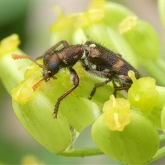 Eleale pulchra at Charleys Forest, NSW - 1 Dec 2024