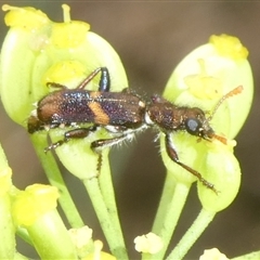 Eleale pulchra at Charleys Forest, NSW - 1 Dec 2024