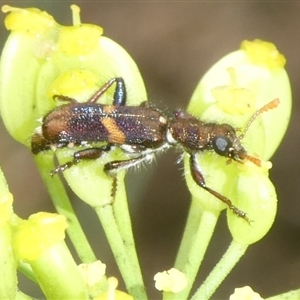 Eleale pulchra at Charleys Forest, NSW - 1 Dec 2024