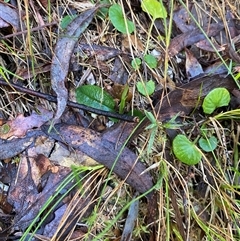 Pterostylis pedunculata at Paddys River, ACT - suppressed