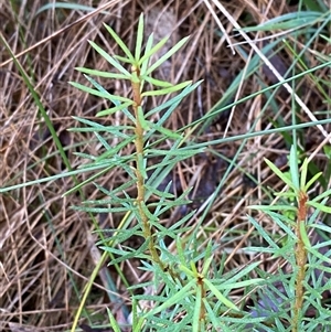 Gompholobium huegelii at Paddys River, ACT - 15 Aug 2024