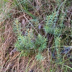 Gompholobium huegelii at Paddys River, ACT - 15 Aug 2024 11:57 AM