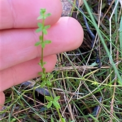 Galium leiocarpum (Maori Bedstraw) at Paddys River, ACT - 15 Aug 2024 by Tapirlord