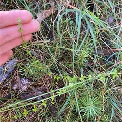 Galium leiocarpum at Paddys River, ACT - 15 Aug 2024