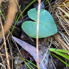 Acianthus exsertus (Large Mosquito Orchid) at Paddys River, ACT - 15 Aug 2024 by Tapirlord