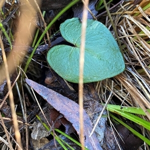 Acianthus exsertus at Paddys River, ACT - 15 Aug 2024