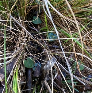 Acianthus exsertus at Paddys River, ACT - 15 Aug 2024