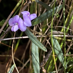 Hovea heterophylla (Common Hovea) at Paddys River, ACT by Tapirlord