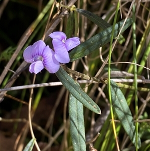 Hovea heterophylla at Paddys River, ACT - 15 Aug 2024 11:34 AM