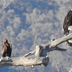 Aquila audax (Wedge-tailed Eagle) at Kambah, ACT - 2 Dec 2024 by HelenCross