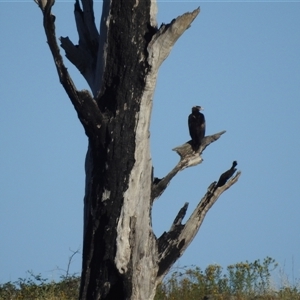 Aquila audax at Kambah, ACT - suppressed