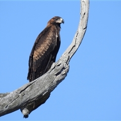 Aquila audax at Kambah, ACT - 2 Dec 2024