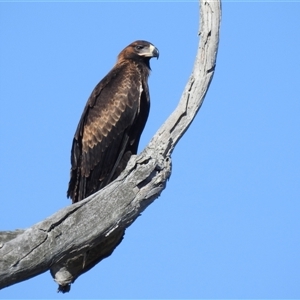 Aquila audax at Kambah, ACT - suppressed