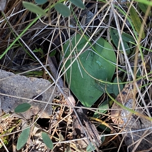 Eriochilus cucullatus (Parson's Bands) at Paddys River, ACT by Tapirlord